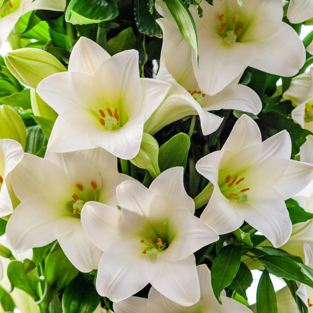 White Lilies Elegance Bouquet